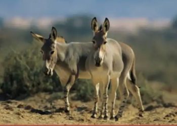 44 वर्षांपूर्वी 28 गाढवं सोडली अन् आज वाळवंटात पाणीच पाणी, इतर प्राण्यांनाही होतोय फायदा